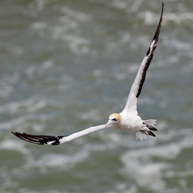 18_029135  ©ThMartinez Sea&Co.  MURIWAI BEACH - NORTH ISLAND. NEW ZEALAND . 11 March  2018. .Gannet ..
