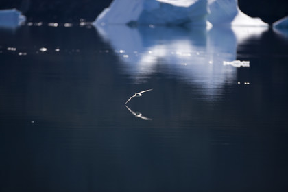 Schooner LA LOUISE sailing on west coast of Greenland.