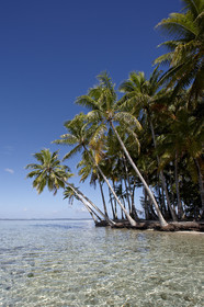 15_024827  ©ThMartinez Sea&Co.  RAIATEA - ILES SOUS LE VENT. POLYNESIE FRANCAISE .  2 Février 2015. ..