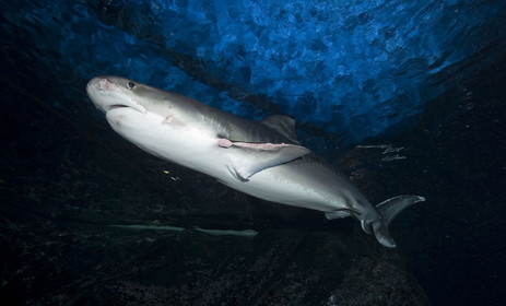 Diving in Maui HAWAII - USA . Jan 2007.