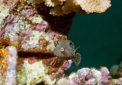 Diving in Maui HAWAII - USA . Jan 2007.