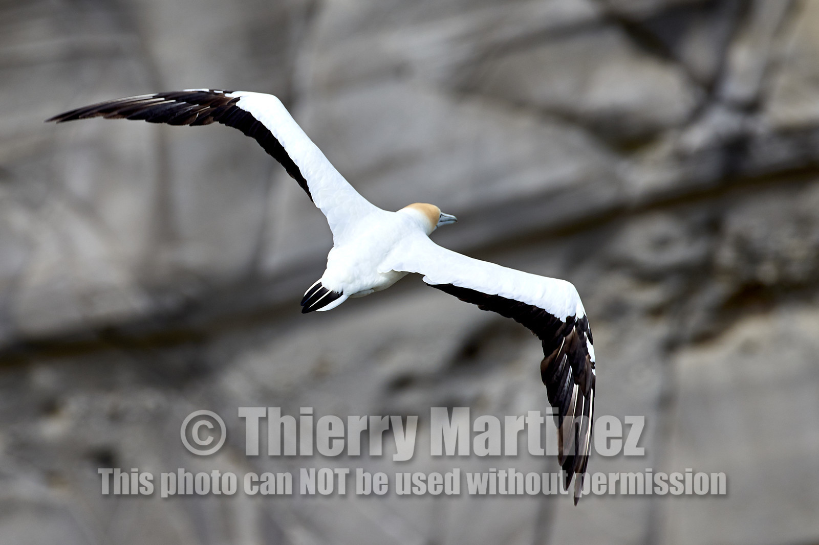 18_029157  ©ThMartinez Sea&Co.  MURIWAI BEACH - NORTH ISLAND. NEW ZEALAND . 11 March  2018. .Gannet ..