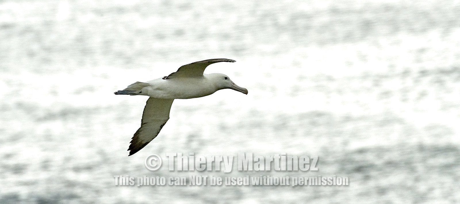 18_025727-Royal Alabtros