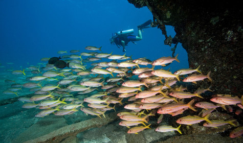 Diving in Maui HAWAII - USA . Jan 2007.