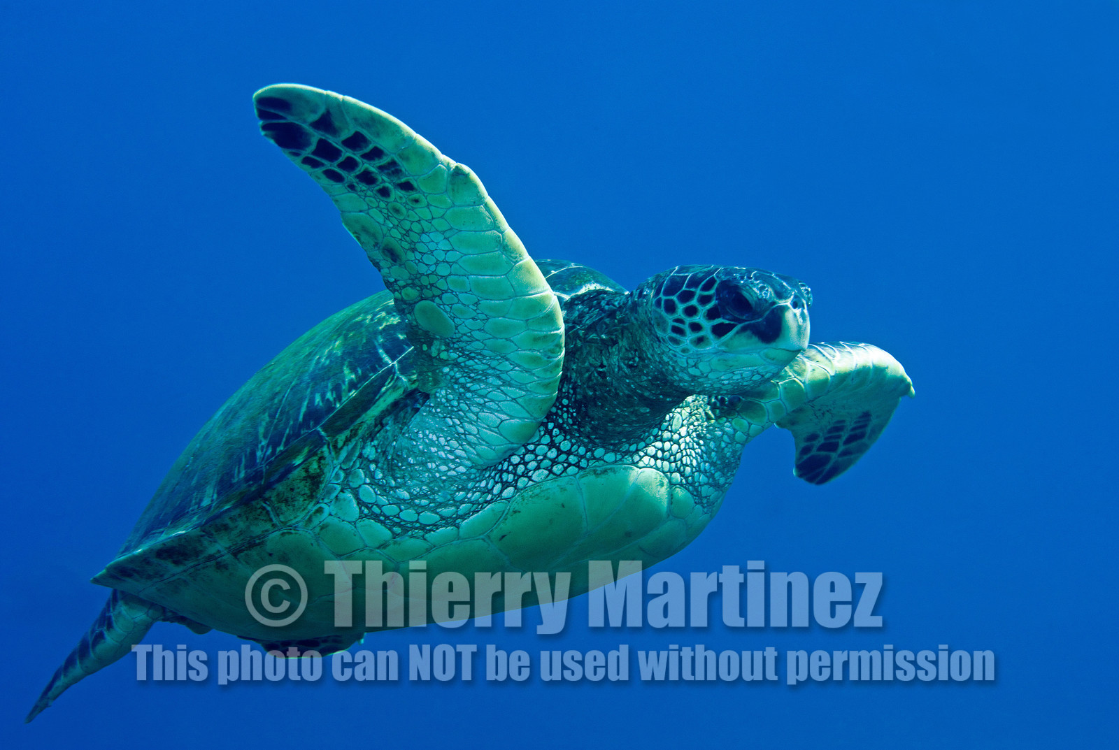 Diving in Maui HAWAII - USA . Jan 2007.