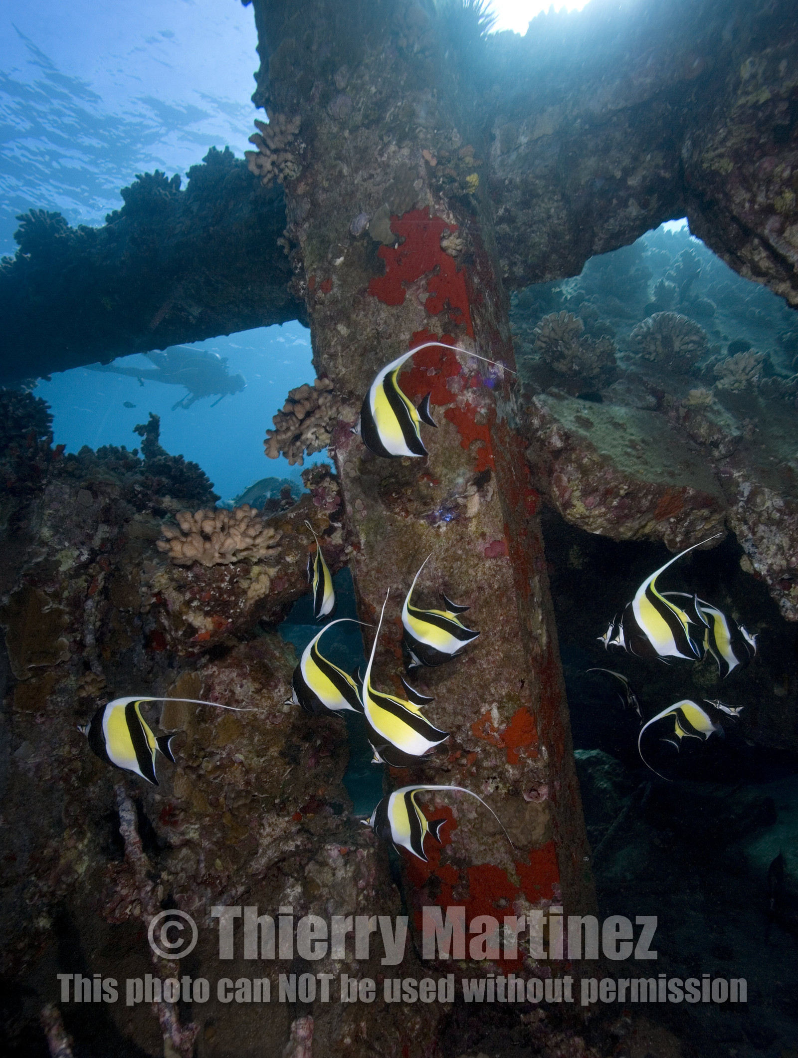 Diving in Maui HAWAII - USA . Jan 2007.