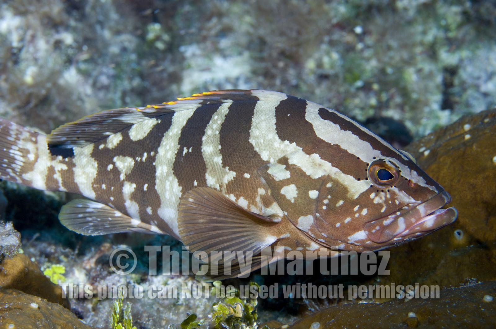 DIVING IN BAHAMAS- JAN 2007