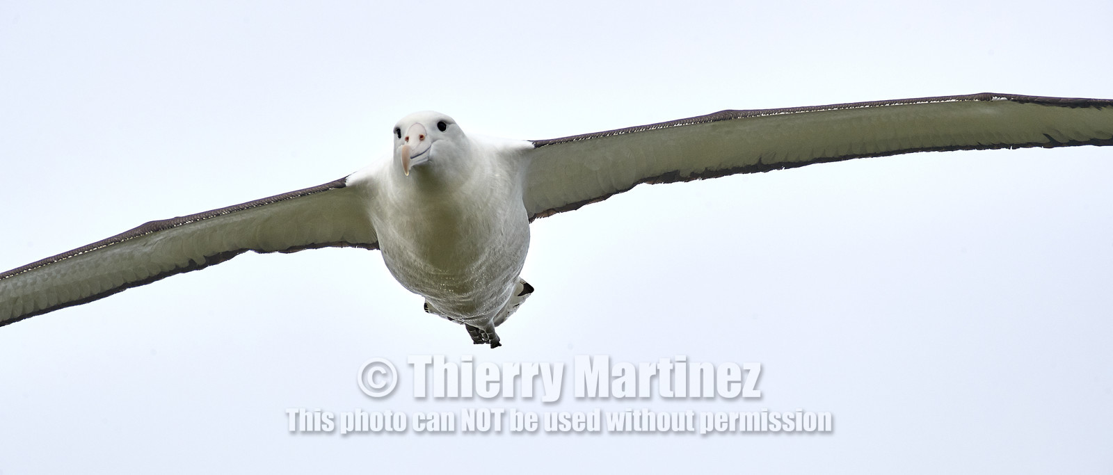 18_025215-Royal Alabtros