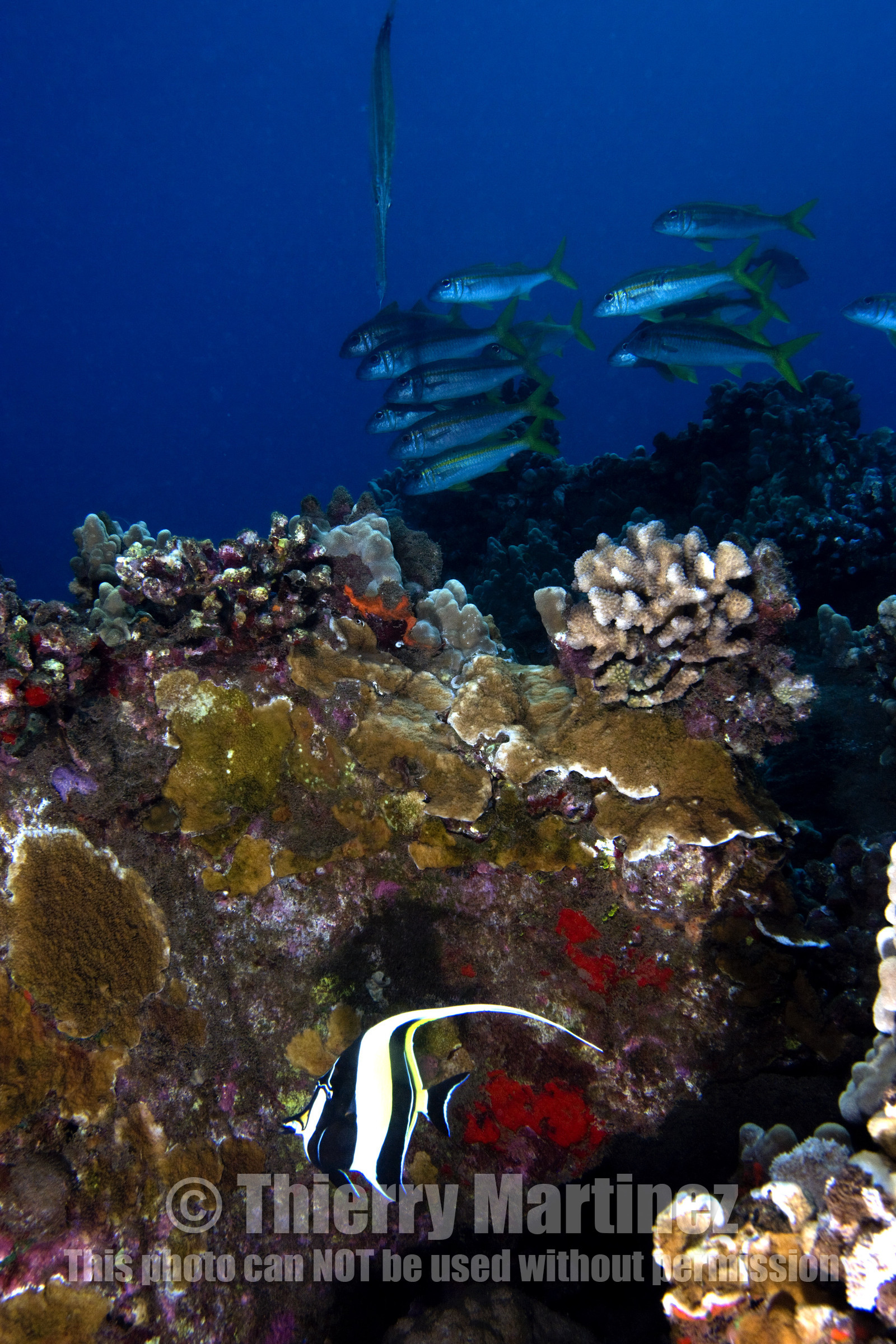Diving in Maui - Hawaii.