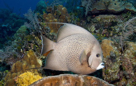 DIVING IN BAHAMAS- JAN 2007