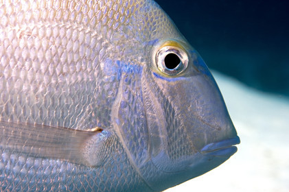 DIVING IN BAHAMAS- JAN 2007