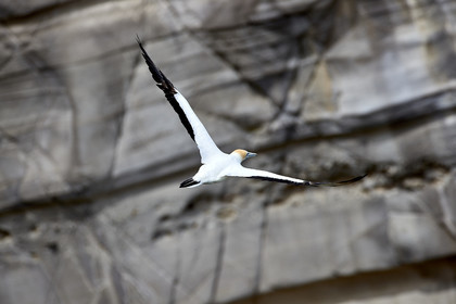 18_029158  ©ThMartinez Sea&Co.  MURIWAI BEACH - NORTH ISLAND. NEW ZEALAND . 11 March  2018. .Gannet ..