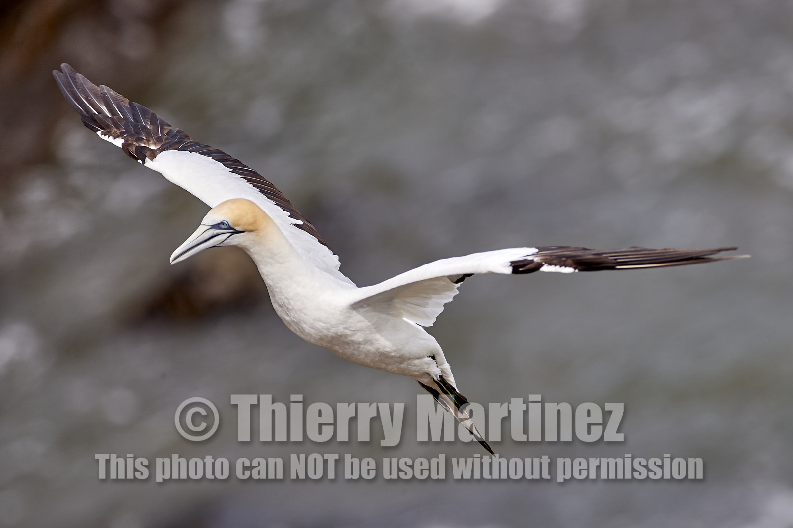18_029314  ©ThMartinez Sea&Co.  MURIWAI BEACH - NORTH ISLAND. NEW ZEALAND . 11 March  2018. .Gannet ..