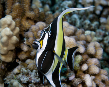 Diving in Maui HAWAII - USA . Jan 2007.
