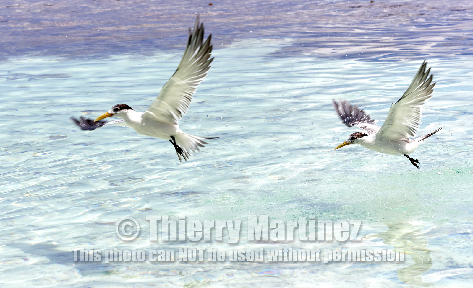 THM-18_040878_FAKARAVA