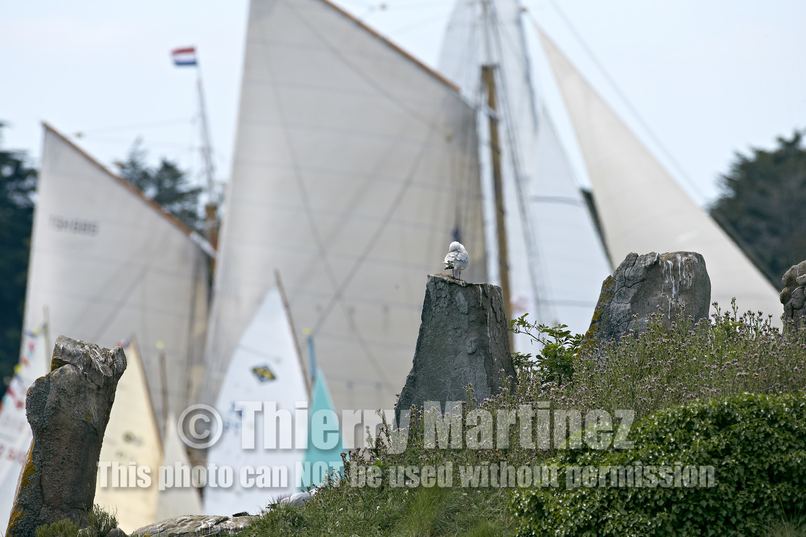 THM-15_48032-SEMAINE du Golfe