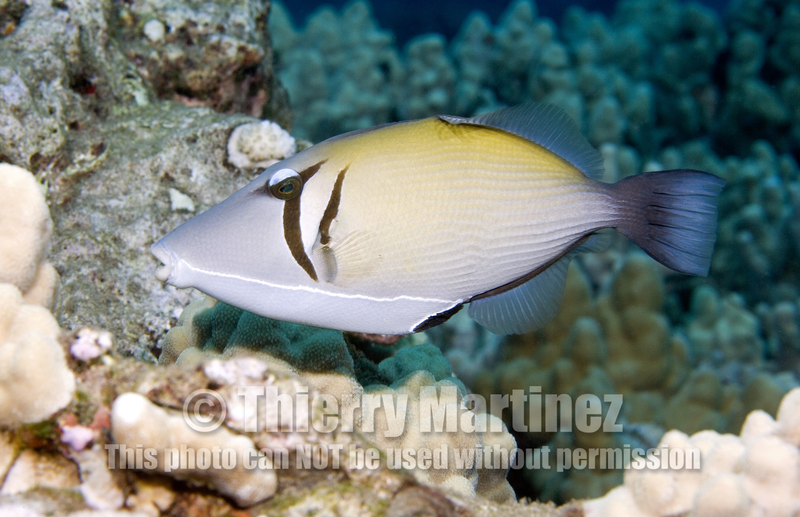 Diving in Maui HAWAII - USA . Jan 2007.