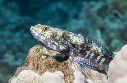 Diving in Maui HAWAII - USA . Jan 2007.