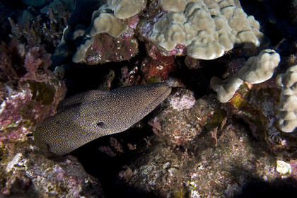 Diving in Lanai- Hawaii.