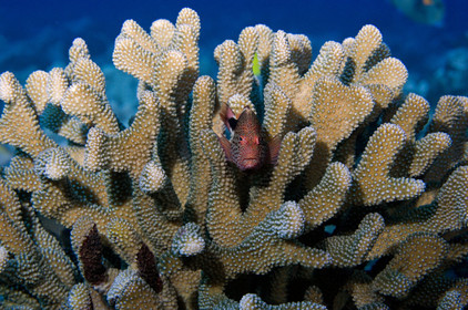 Diving in Maui HAWAII - USA . Jan 2007.