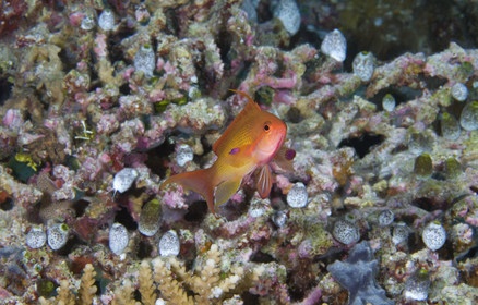 Diving In Maldives Feb March 2007.