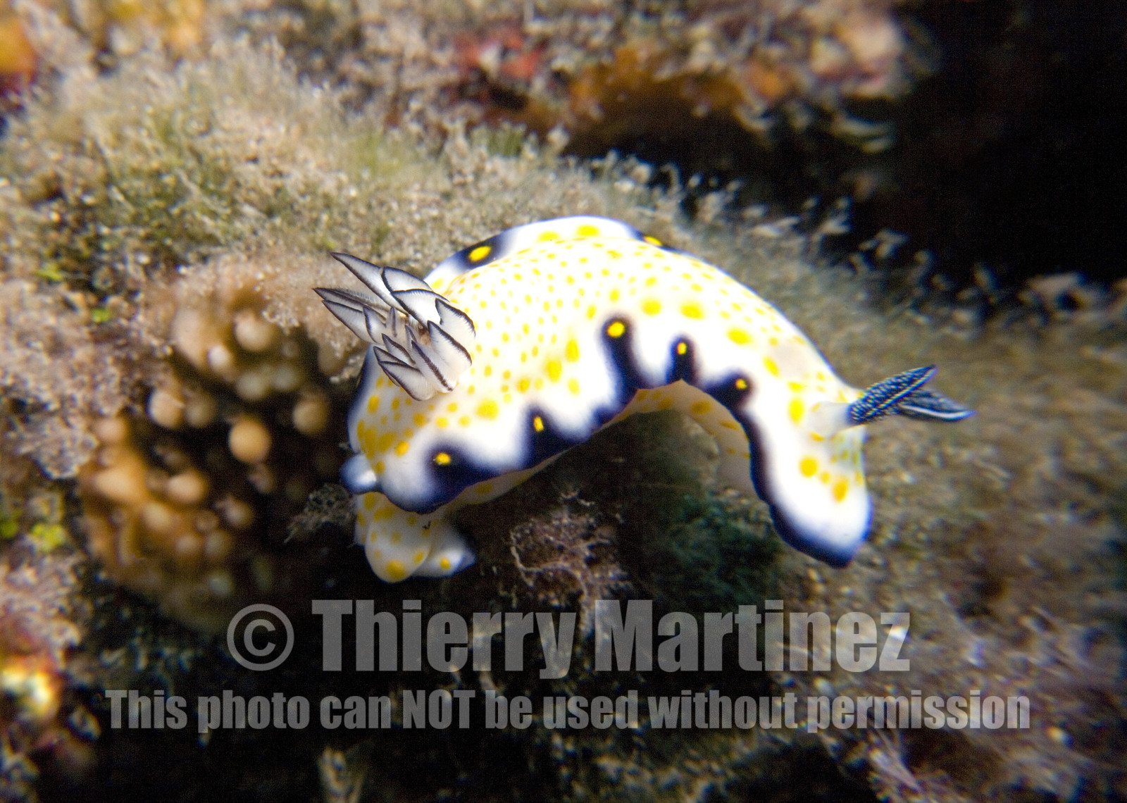 Diving in Maui HAWAII - USA . Jan 2007.