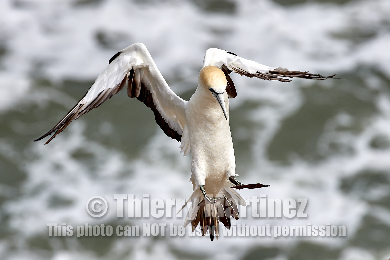 18_029162  ©ThMartinez Sea&Co.  MURIWAI BEACH - NORTH ISLAND. NEW ZEALAND . 11 March  2018. .Gannet ..