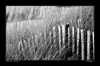 Photo disponible en tirage photo Fine Art,tirage original limités à 30 exemplaires.Chaque tirage est numéroté avec certificat d’authenticité signé.Pour choisir le format et support merci d'utiliser le caddie à coté de la photo.Formats disponibles : Tirage sur papier ( tirage seul) :  30x45 cm   40x60 cm  60x90 cm. Vous pouvez choisir le tirage avec un fond blanc ou noir , à votre convenance. Tirage sur papier contrecollé sur Dibond ( pas de bord blanc ou noir autour de l'image), avec système d'attache au dos:  30x45 cm   40x60 cm  50x75 cm  80x120cm.Tirage sur toile ( Canvas) monté sur chassis bois (pas de bord blanc ou noir autour de l'image), avec système d'attache au dos :  50x75 cm  80x120cm.Expédition ( Dans le monde entier): Colissimo (assurance) avec signature à réception. 48h pour la France métropolitaine.Il est possible de récupérer les tirages à La Galerie du Golfe (sans frais d'expèdition).Conditionnement tirages seuls: tube cylindrique renforcé + boite.