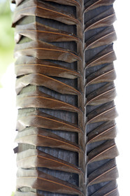 15_027819  ©ThMartinez Sea&Co.  FAKARAVA - ARCHIPEL des TUAMOTU. POLYNESIE FRANCAISE .  14 Février 2015. .