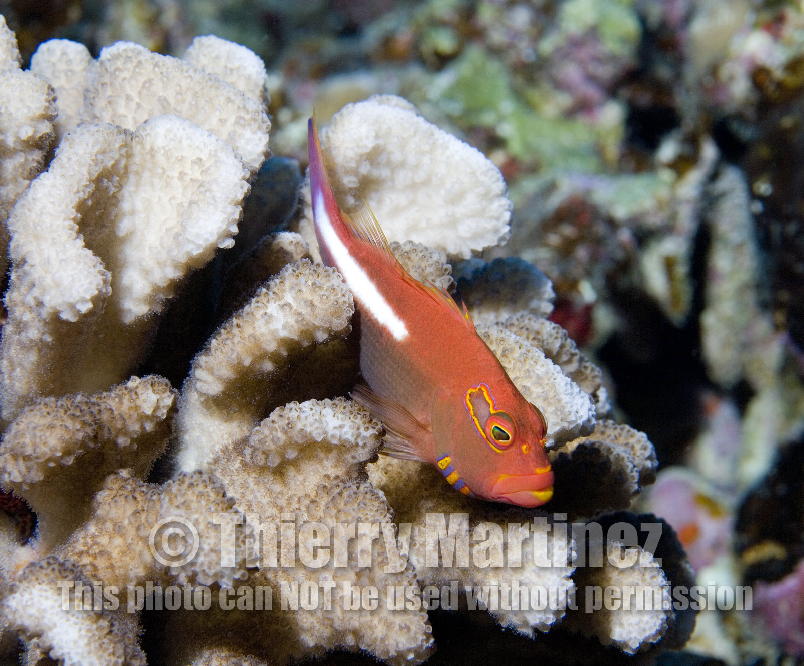 Diving in Maui HAWAII - USA . Jan 2007.