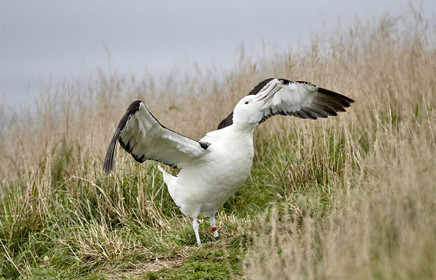 18_026357-Royal Alabtros