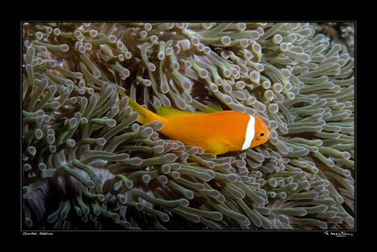 Photo disponible en tirage photo Fine Art,tirage original limités à 30 exemplaires.Chaque tirage est numéroté avec certificat d’authenticité signé.Pour choisir le format et support merci d'utiliser le caddie à coté de la photo.Formats disponibles : Tirage sur papier ( tirage seul) :  30x45 cm   40x60 cm  60x90 cm. Vous pouvez choisir le tirage avec un fond blanc ou noir , à votre convenance. Tirage sur papier contrecollé sur Dibond ( pas de bord blanc ou noir autour de l'image), avec système d'attache au dos:  30x45 cm   40x60 cm  50x75 cm  80x120cm.Tirage sur toile ( Canvas) monté sur chassis bois (pas de bord blanc ou noir autour de l'image), avec système d'attache au dos :  50x75 cm  80x120cm.Expédition ( Dans le monde entier): Colissimo (assurance) avec signature à réception. 48h pour la France métropolitaine.Il est possible de récupérer les tirages à La Galerie du Golfe (sans frais d'expèdition).Conditionnement tirages seuls: tube cylindrique renforcé + boite.