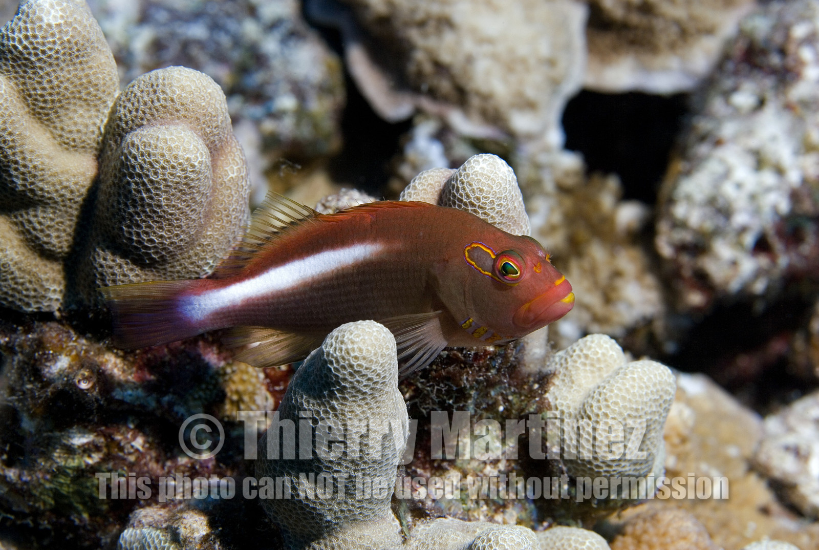 Diving in Maui HAWAII -USA . Jan 2007.