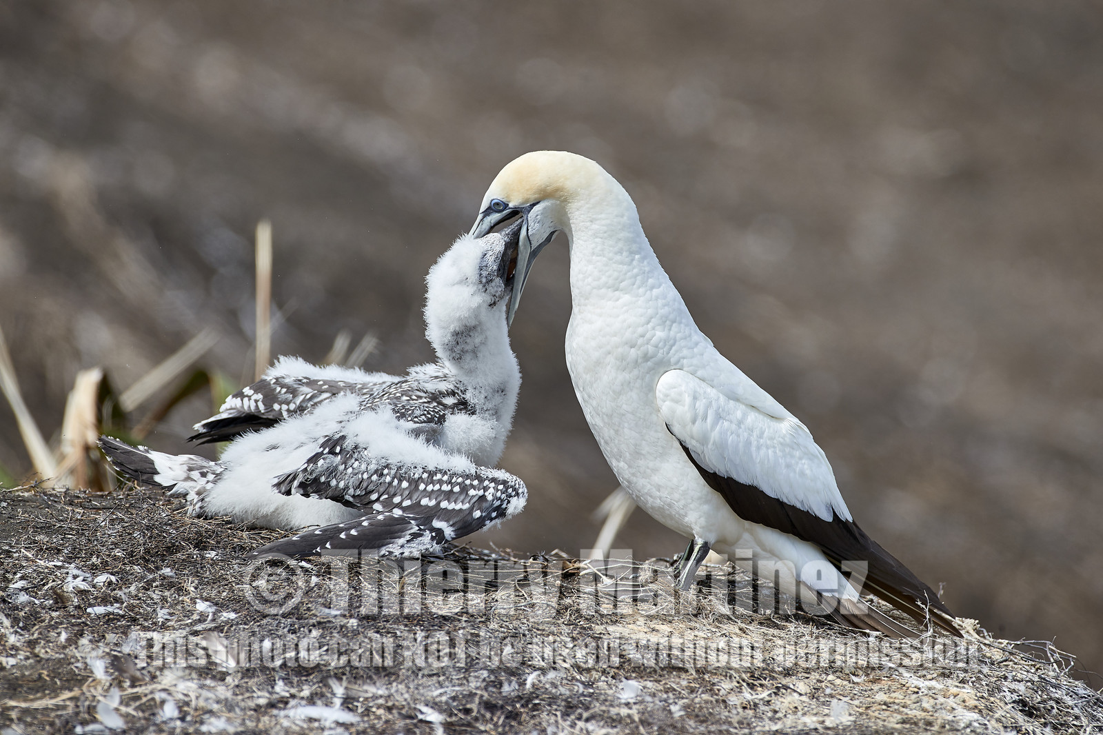 18_030069  ©ThMartinez Sea&Co.  MURIWAI BEACH - NORTH ISLAND. NEW ZEALAND . 11 March  2018. .Gannet ..