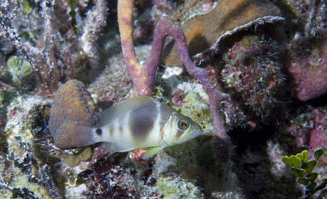 DIVING IN BAHAMAS- JAN 2007
