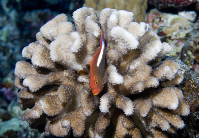 Diving in Maui HAWAII - USA . Jan 2007.