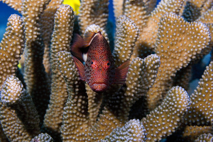 Diving in Maui HAWAII - USA . Jan 2007.