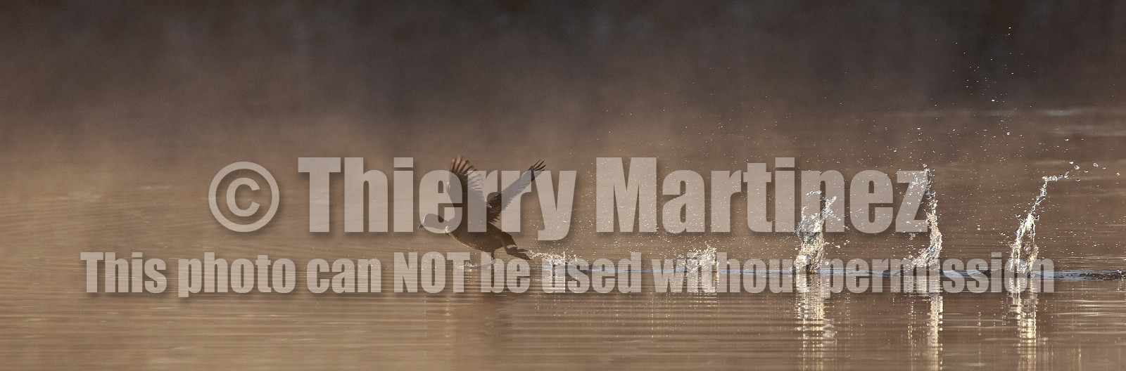 14_02599-Marais Breneguy