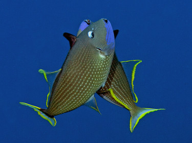 Diving in Maui HAWAII - USA . Jan 2007.