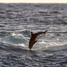 THM-18_039005_RANGIROA