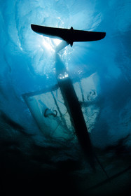 Moth International - Bladerider - Blairgowrie VICTORIA - AUSTRALIE . Feb 2007.