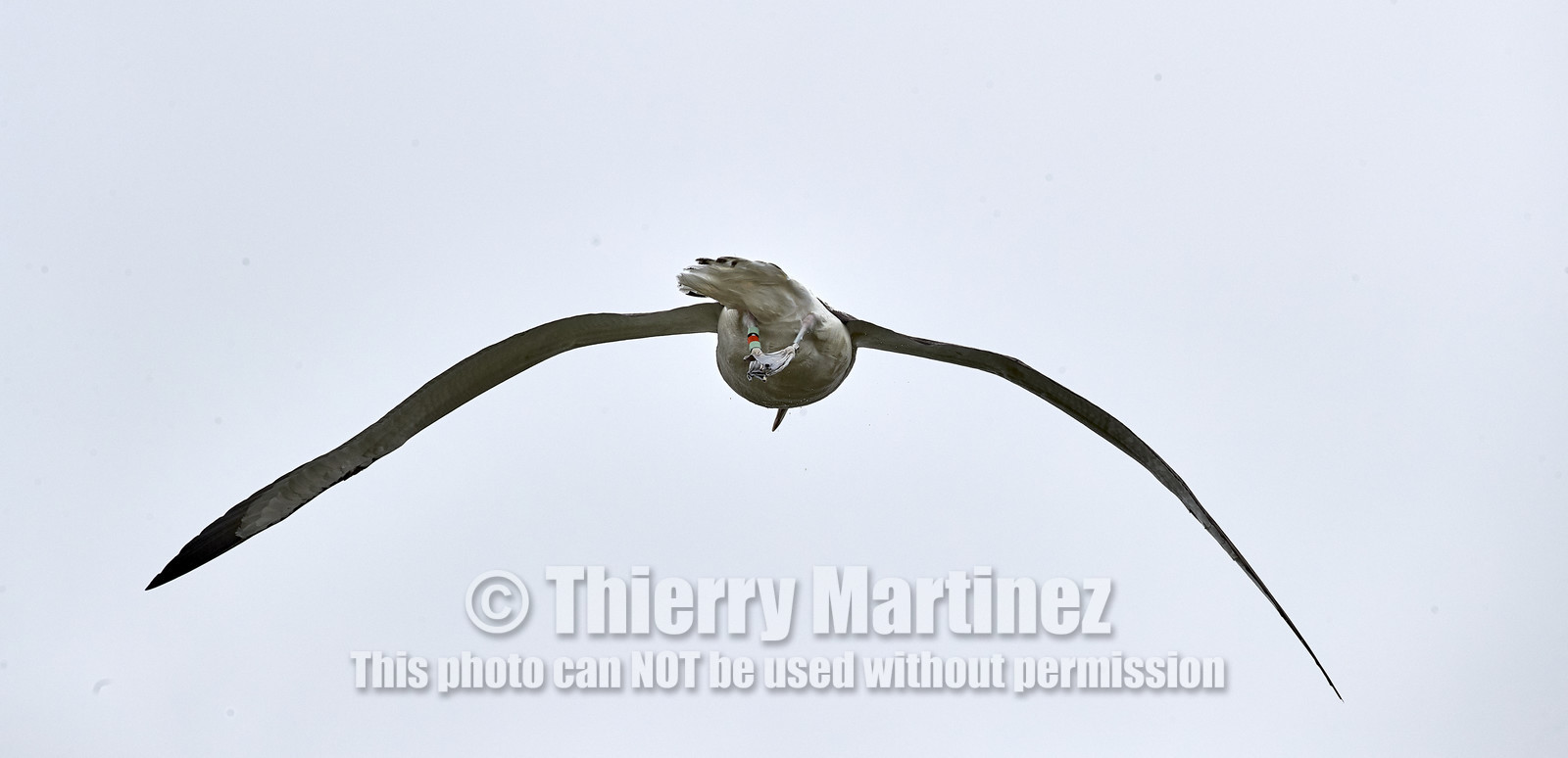 18_025303-Royal Alabtros