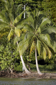 15_023796  ©ThMartinez Sea&Co.  RAIATEA - ILES SOUS LE VENT. POLYNESIE FRANCAISE .  2 Février 2015. ..