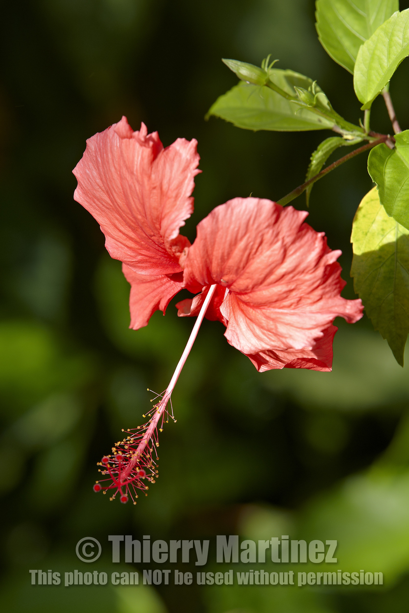 15_023456  ©ThMartinez Sea&Co.  HUAHINE - ILES SOUS LE VENT. POLYNESIE FRANCAISE . 31 January 2015. .Village de FARE.