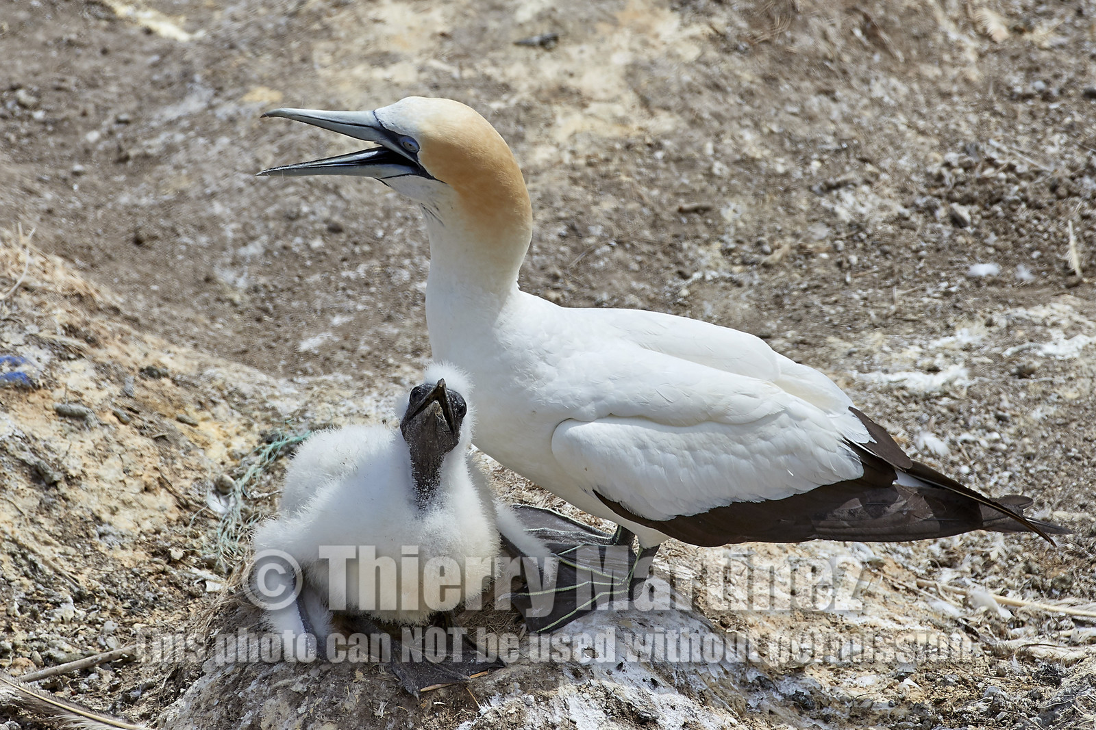 18_030339  ©ThMartinez Sea&Co.  MURIWAI BEACH - NORTH ISLAND. NEW ZEALAND . 11 March  2018. .Gannet ..