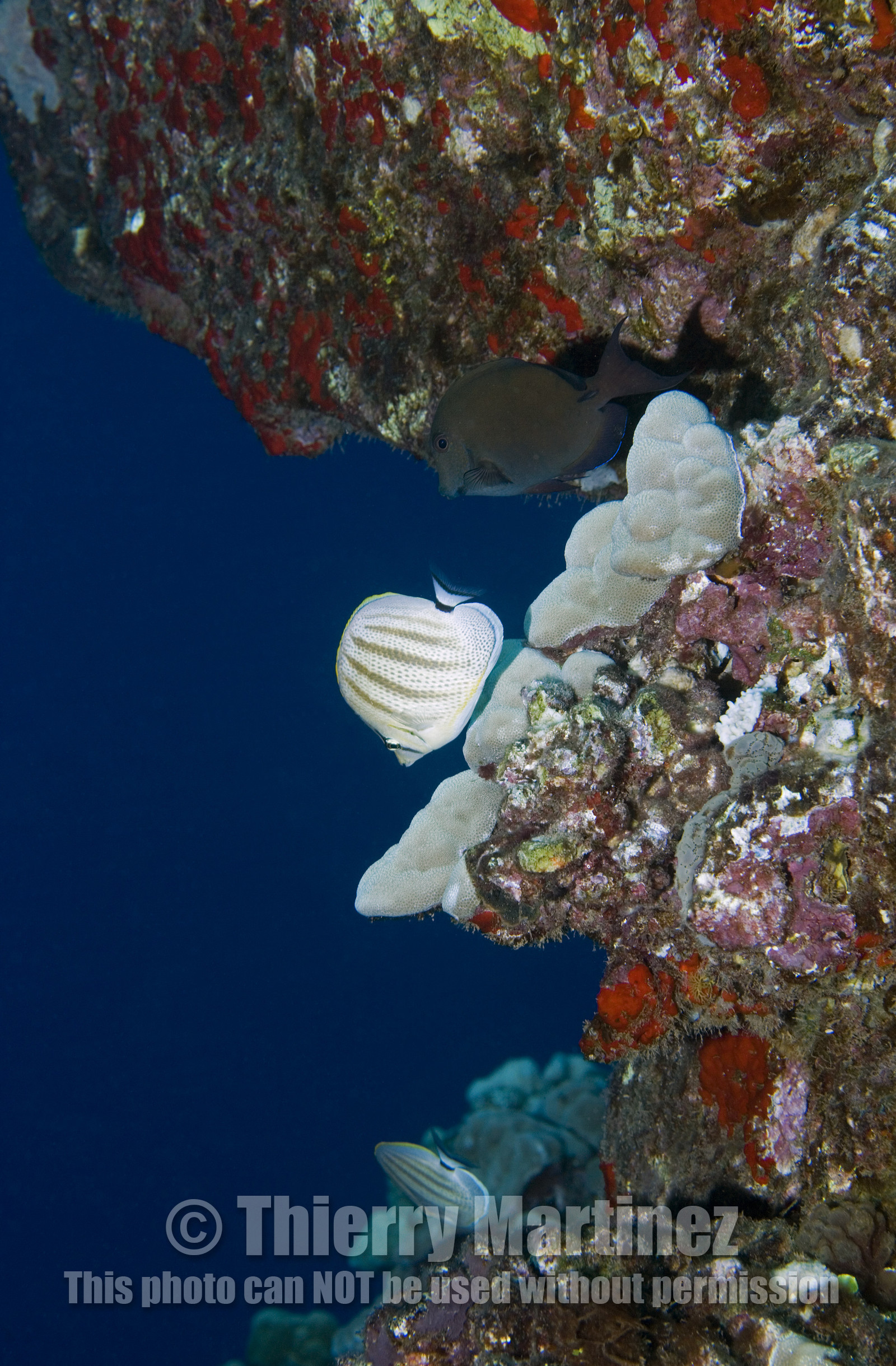 Diving in Maui HAWAII - USA . Jan 2007.