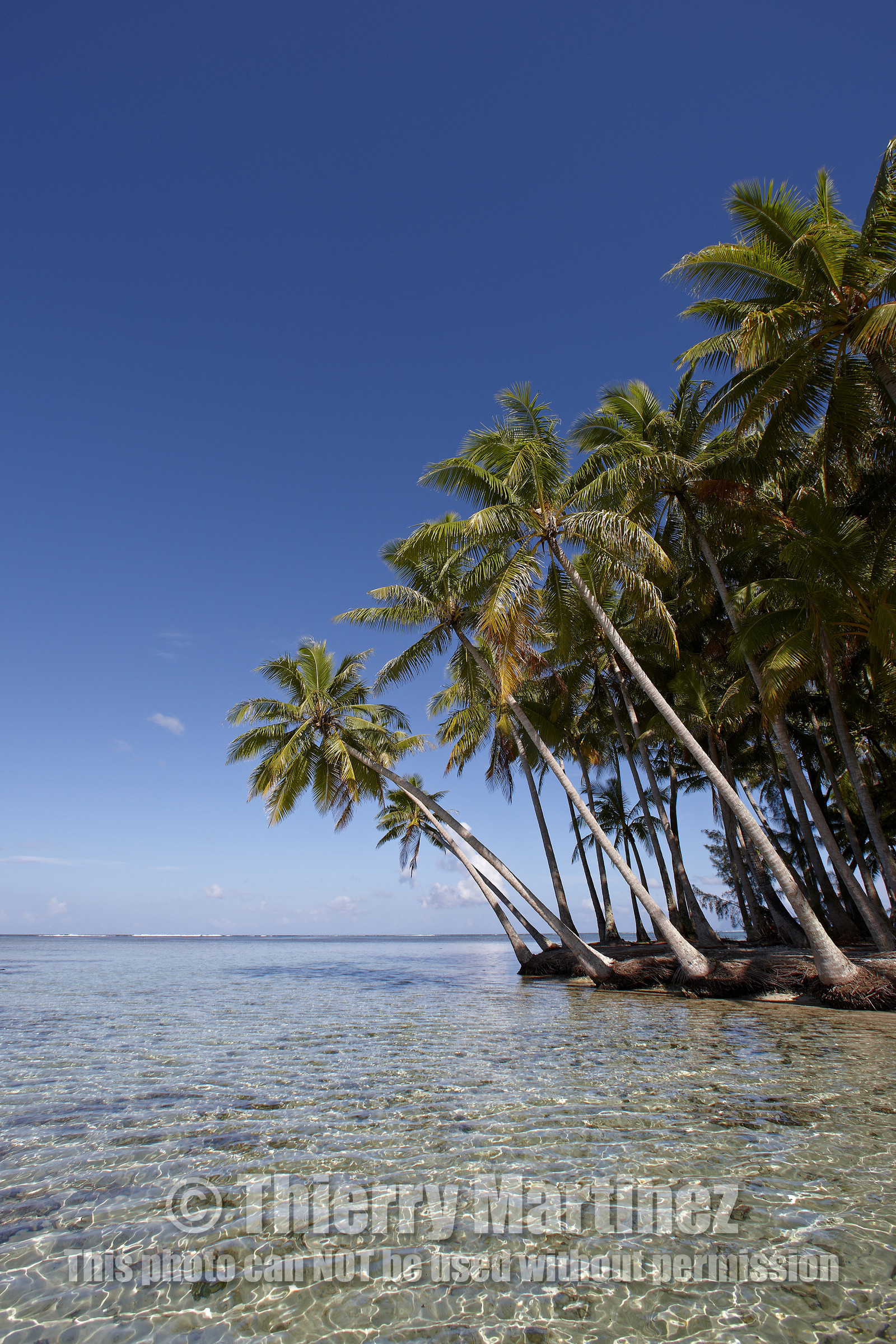 15_024824  ©ThMartinez Sea&Co.  RAIATEA - ILES SOUS LE VENT. POLYNESIE FRANCAISE .  2 Février 2015. ..