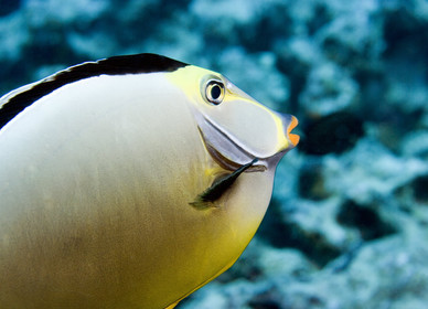Diving in Maui HAWAII -USA . Jan 2007.
