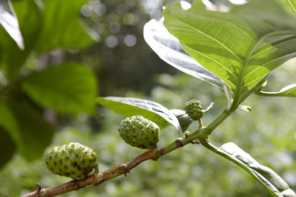 15_023144  ©ThMartinez Sea&Co.  HUAHINE - ILES SOUS LE VENT. POLYNESIE FRANCAISE . 31 January 2015. .