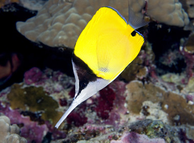 Diving in Maui HAWAII - USA . Jan 2007.